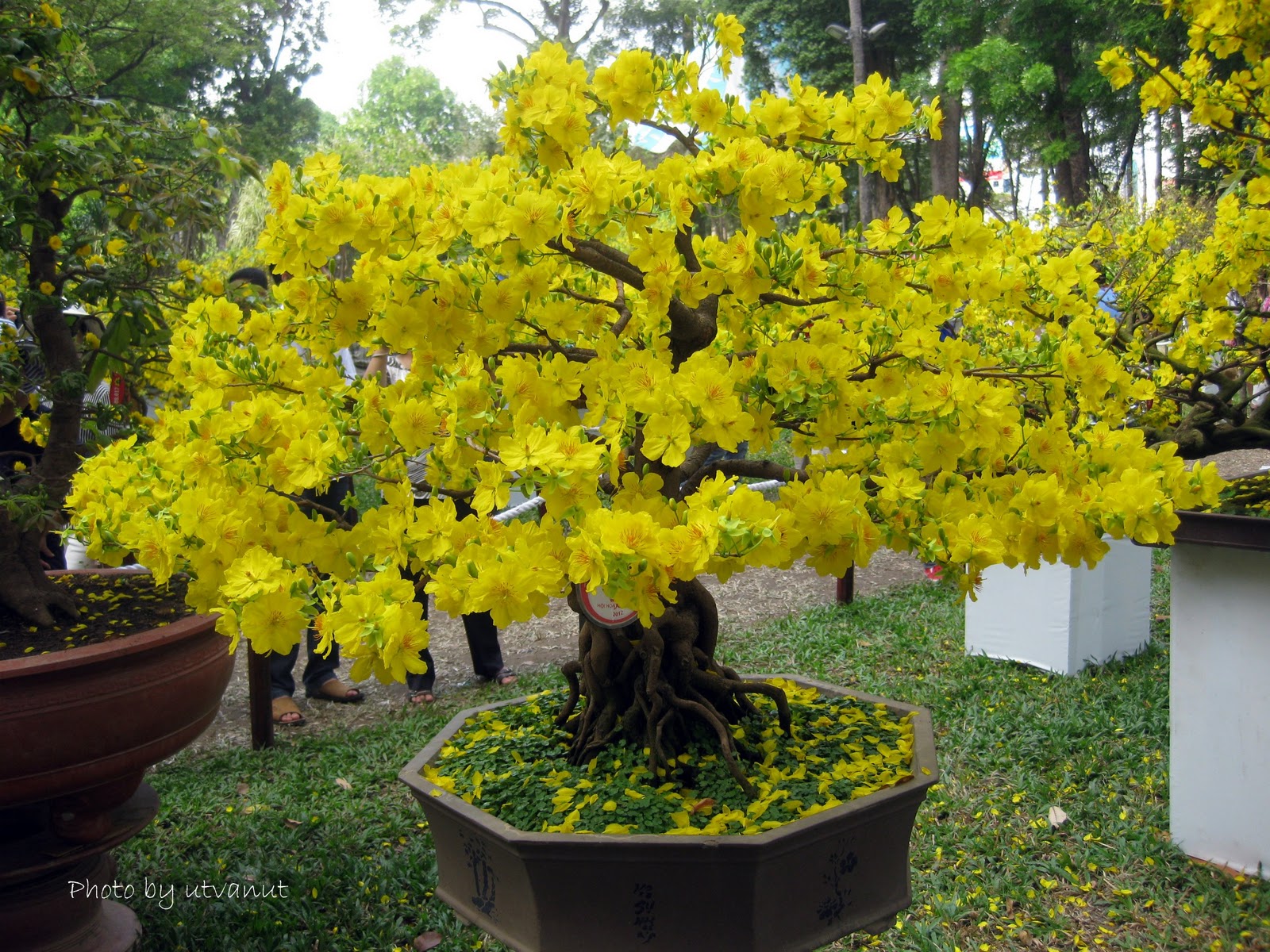 bonsai viet nam 13